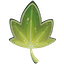 Ivy Leaf